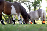 Warrior Fly Boots for Horses