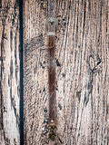 Full view of floral tooled leather strap with brass clip and western buckle