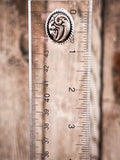 Oval silver stud earring with engraved scroll detail and rope border on ruler background